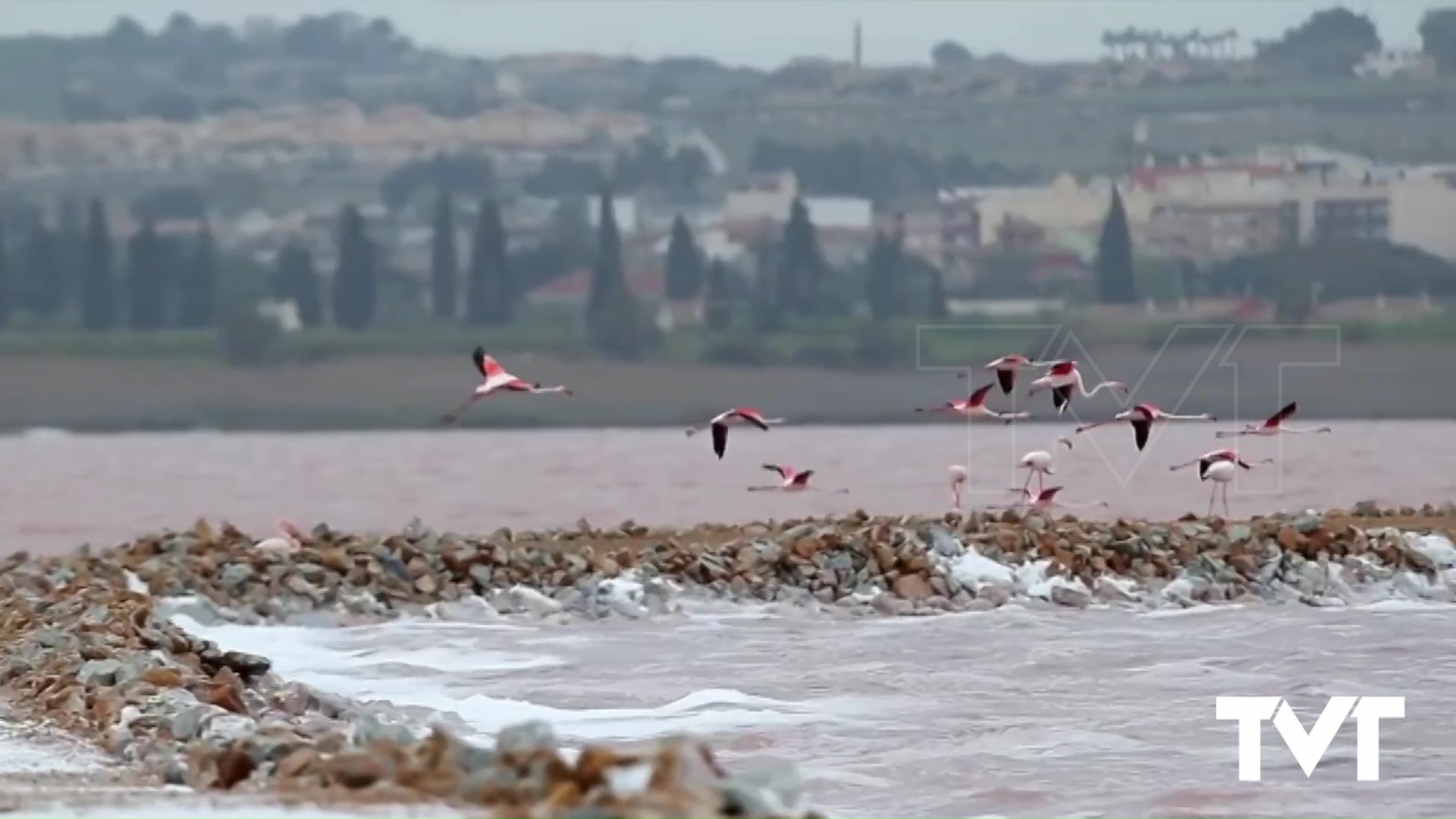 Imagen de Más de 600 flamencos comienzan a hacer sus nidos 