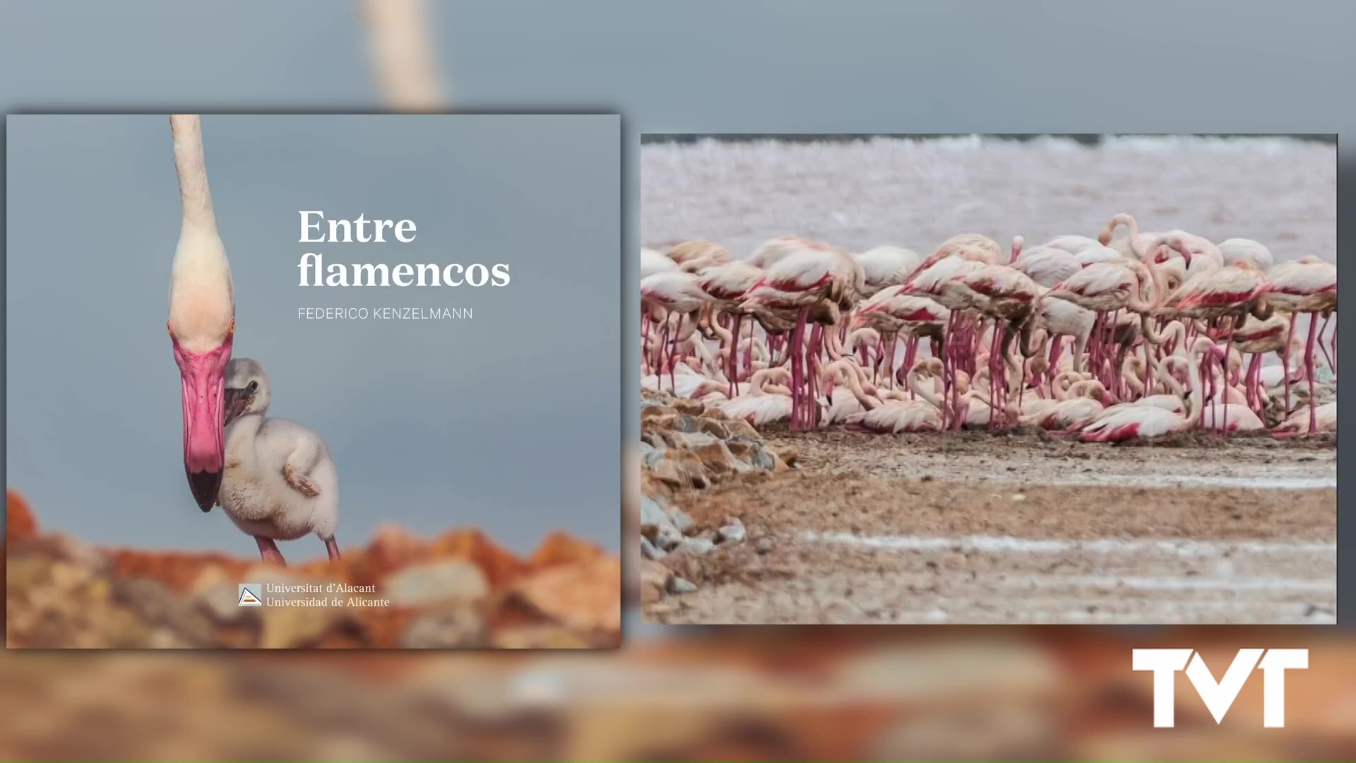 Imagen de Federico Kenzelmann publica su primer libro «Entre flamencos» con la Universidad de Alicante