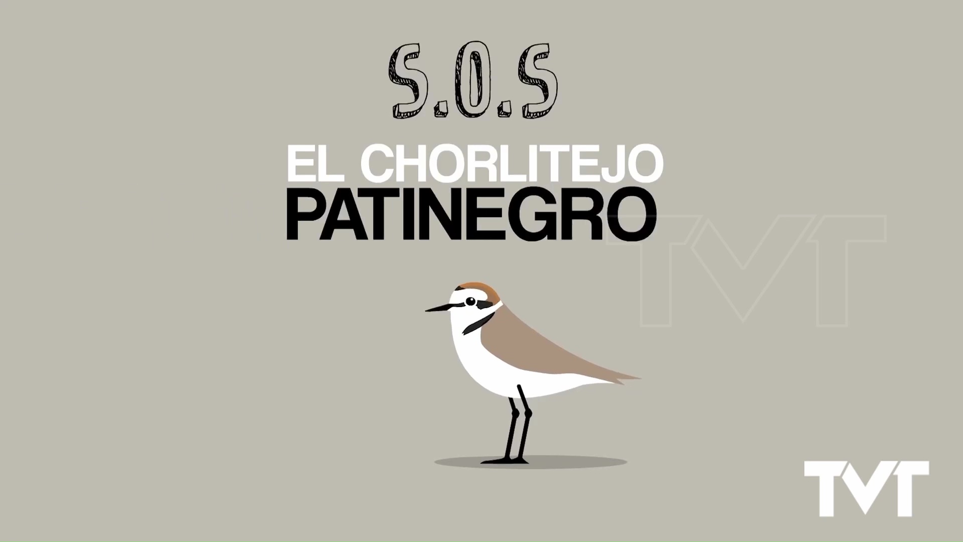 Imagen de S.O.S Chorlitejo Patinegro 
