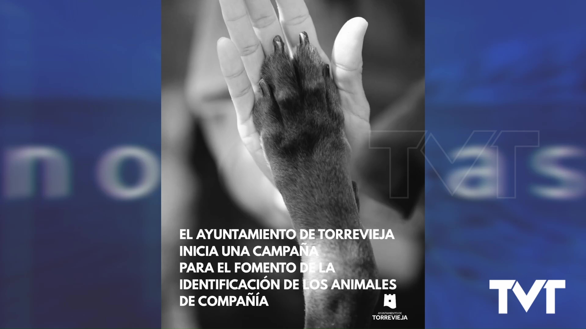 Imagen de El Ayuntamiento de Torrevieja pone en marcha una campaña para la identificación de animales