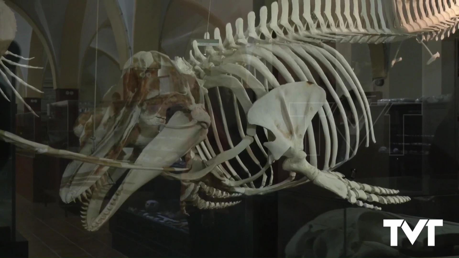 Imagen de Se amplían los horarios para visitar el Museo de Historia Natural