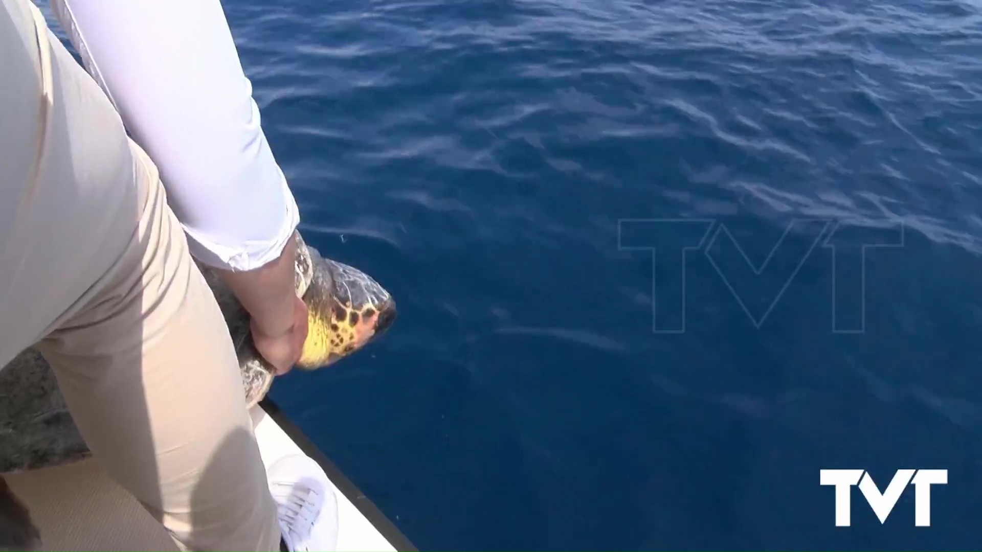 Imagen de La tortuga boba «Nuca» es devuelta al mar de Torrevieja tras ser sometida a una operación para extraerle un anzuelo