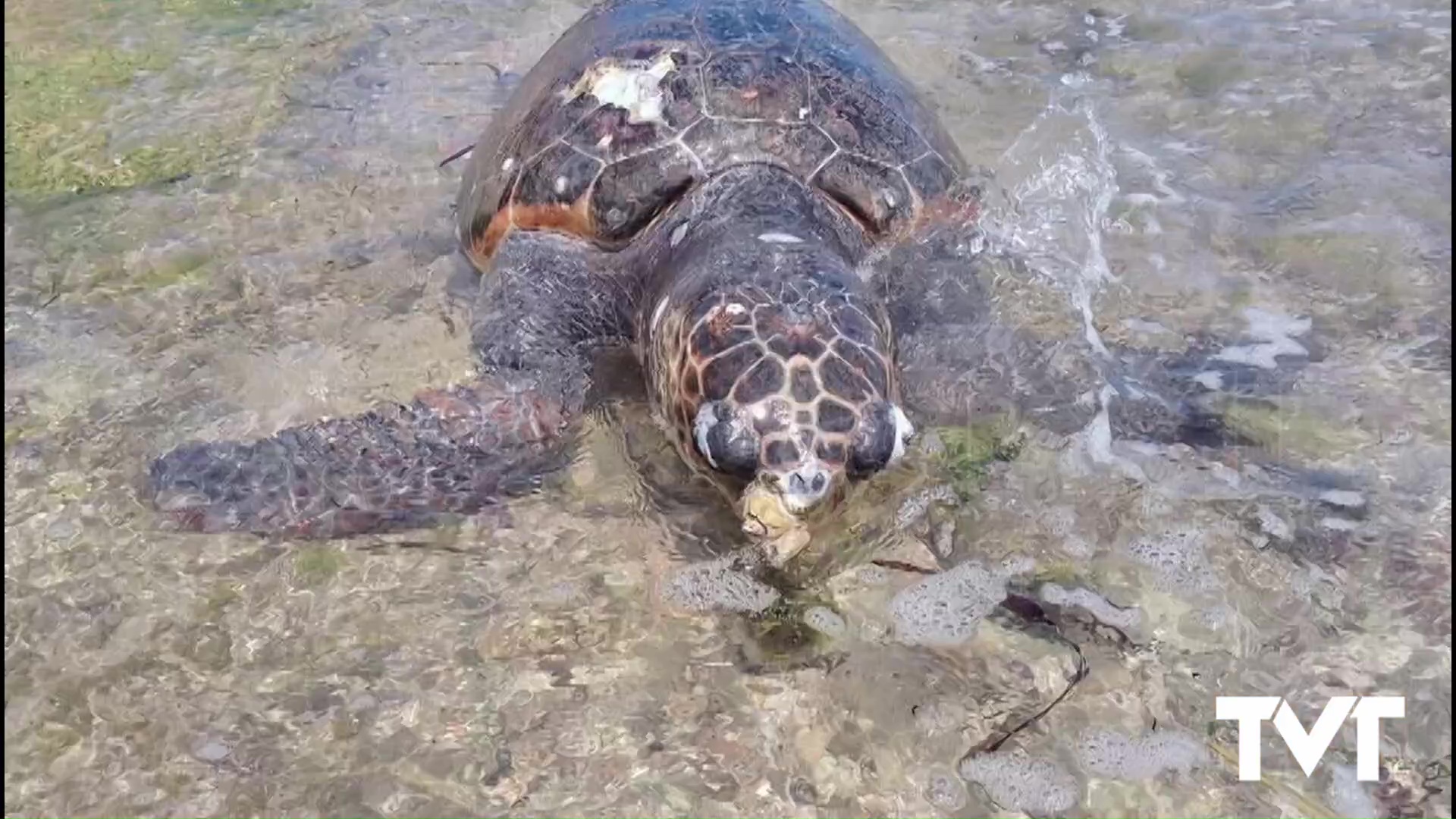 Imagen de Hallado cadáver de tortuga boba en Cabo Cervera