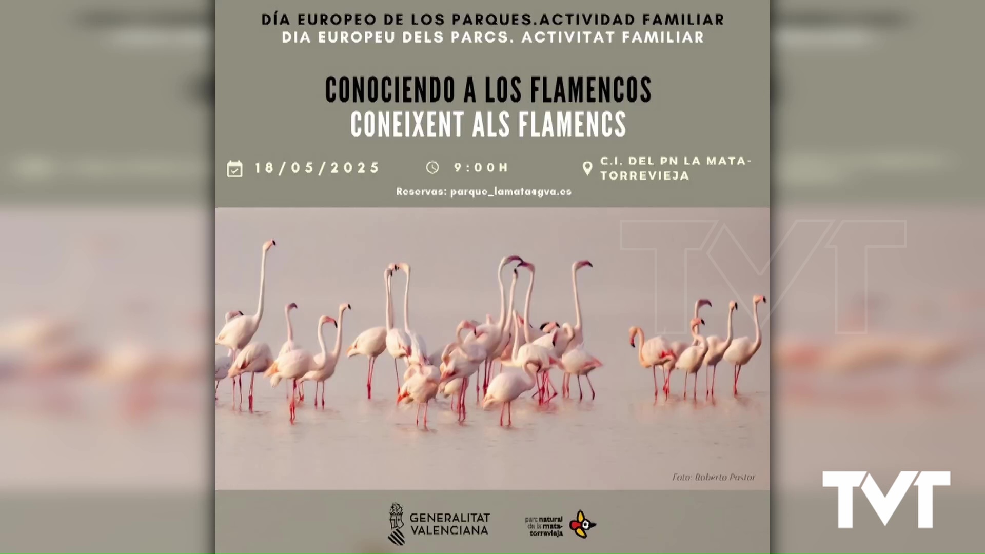 Imagen de El Parque Natural celebra el Día Europeo de los Parques Naturales descubriendo de cerca al flamenco 