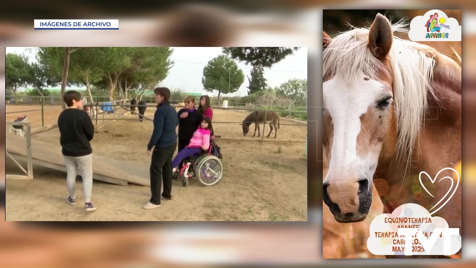 Imagen de Apanee recupera la «Equinoterapia asistida» como tratamiento para sus usuarios