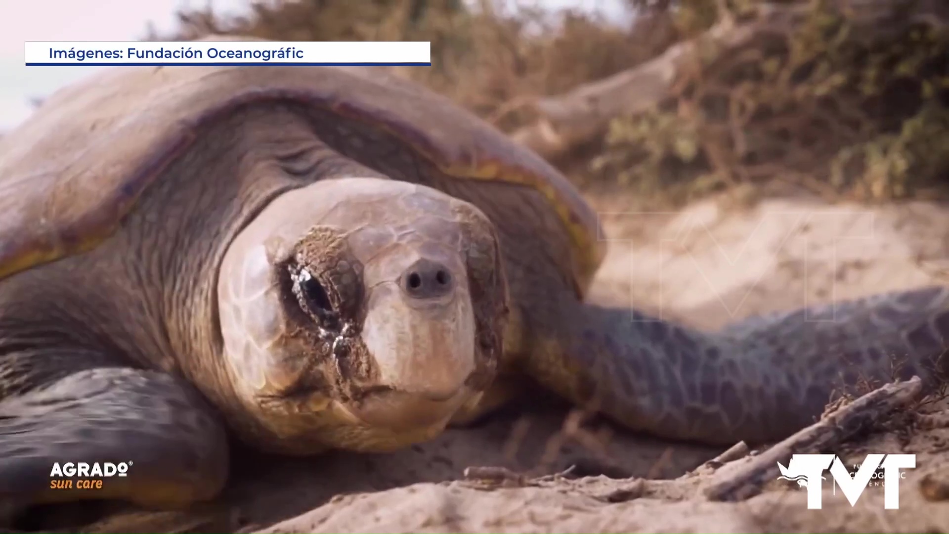 Imagen de Día Mundial de las tortugas: ¿Y si las tortugas pudiesen medir el nivel de contaminación? 