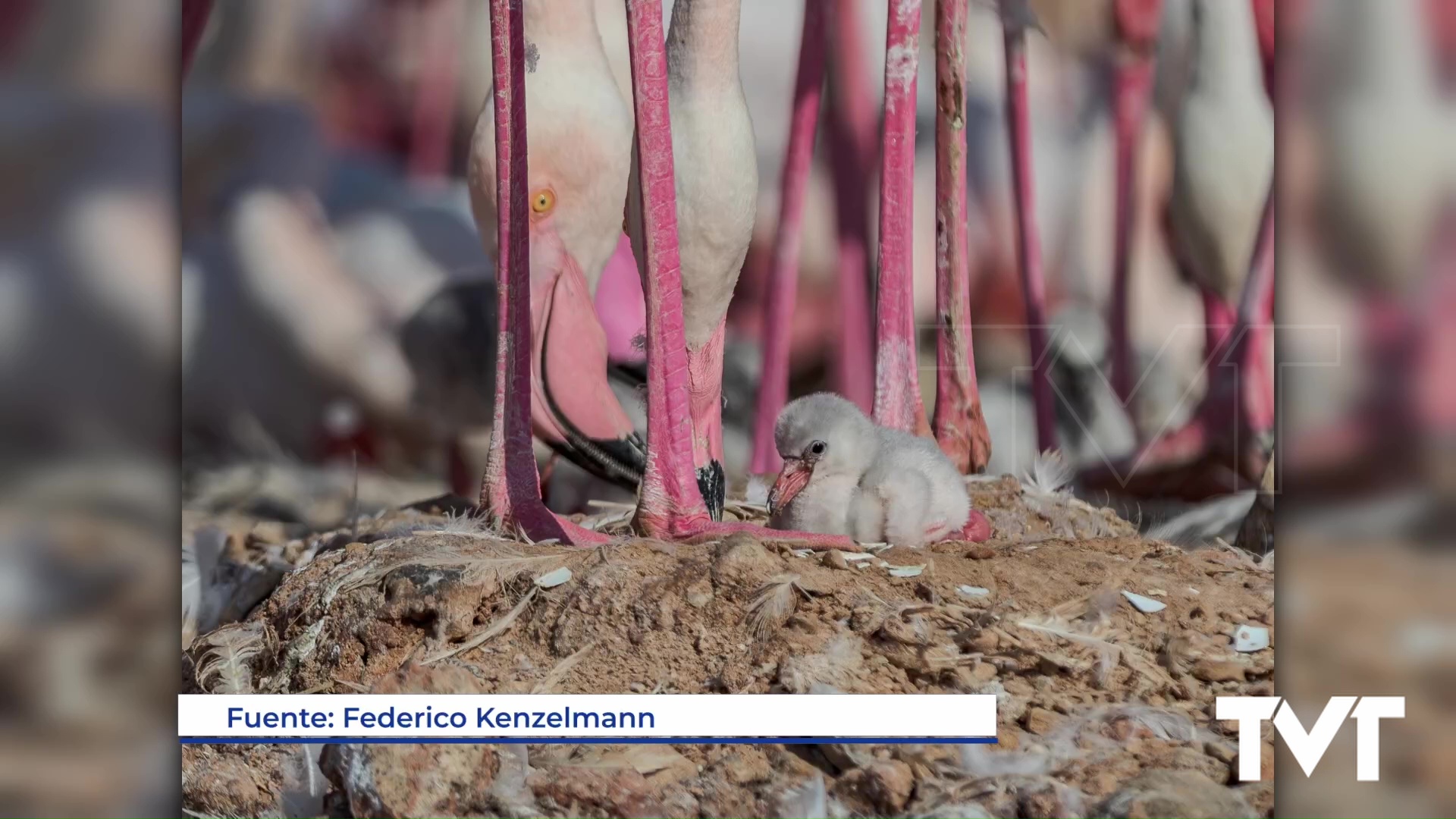 Imagen de Nacidos un 60% de los pollos de flamencos asentados en nuestro parque natural