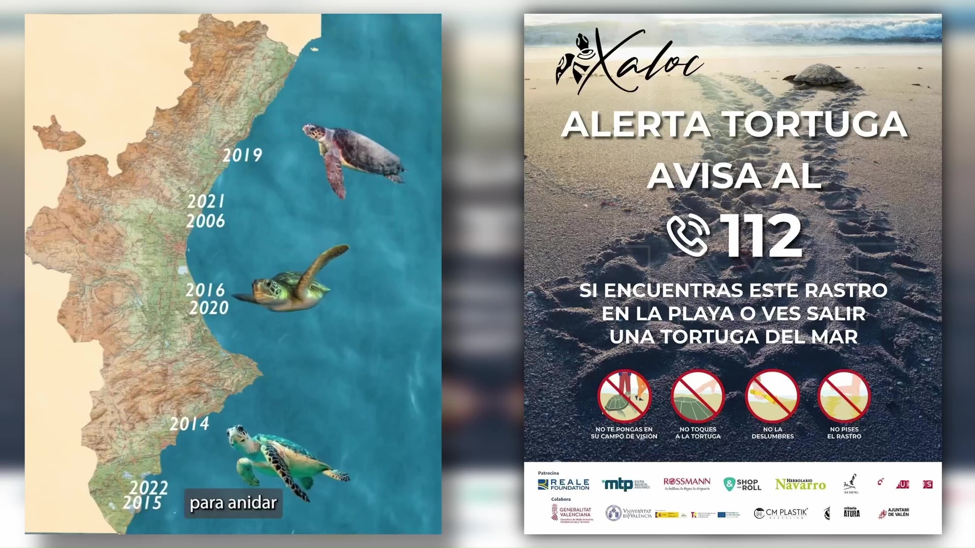 Imagen de Arranca la campaña «Alerta tortuga 2025» 