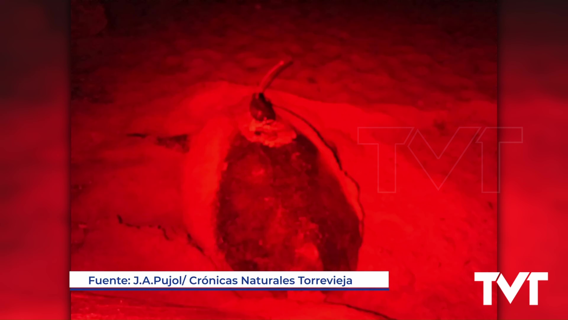 Imagen de Comienza la nidificación de tortugas bobas en la Comunidad Valenciana 