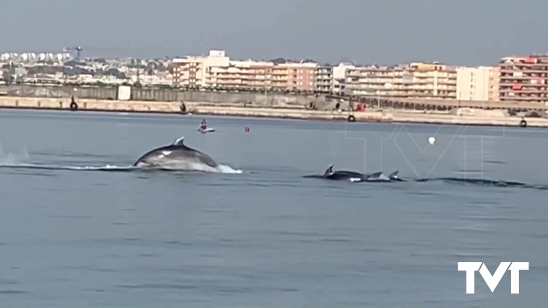 Imagen de Un rorcual frente a Torrevieja