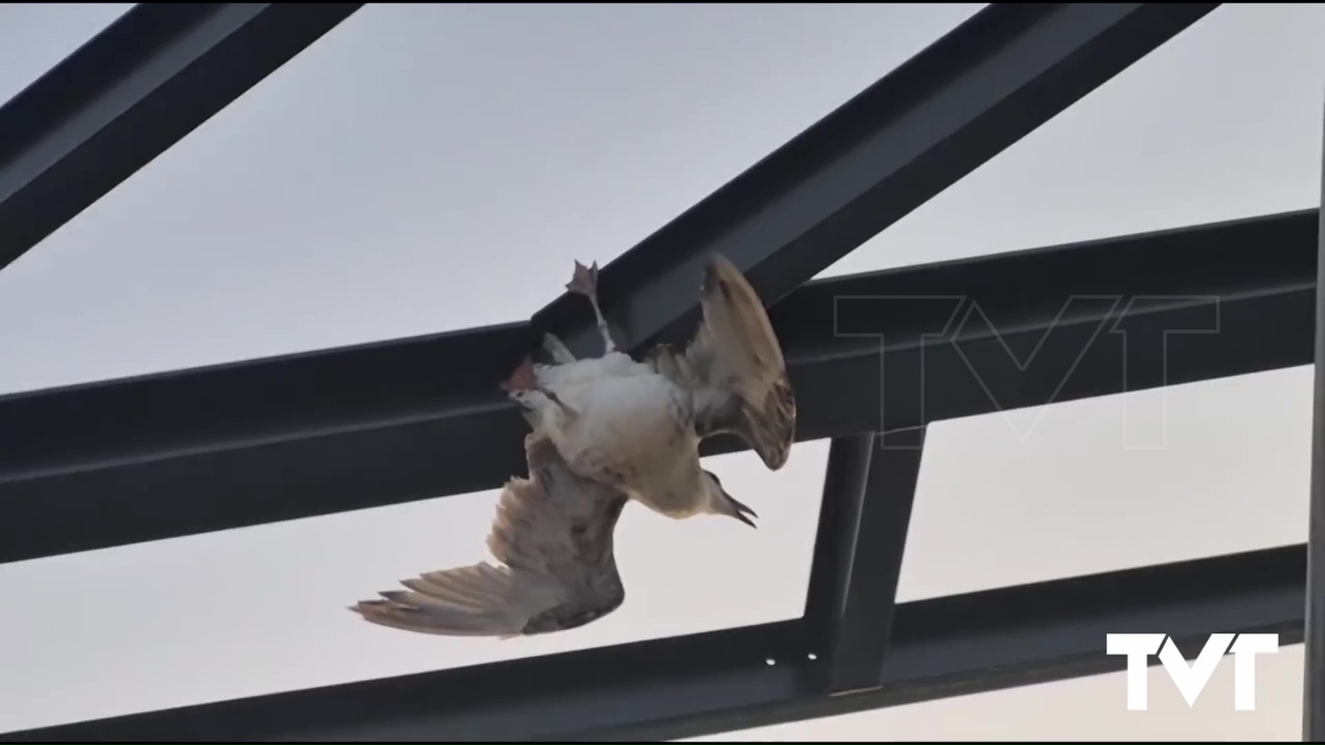 Imagen de Complicado rescate de una gaviota enganchada por un sedal