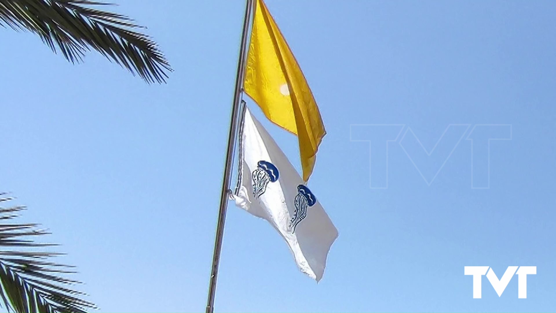 Imagen de Las playas de Torrevieja reciben la visita de la «Pelagia Noctiluca», una medusa extremadamente urticante 
