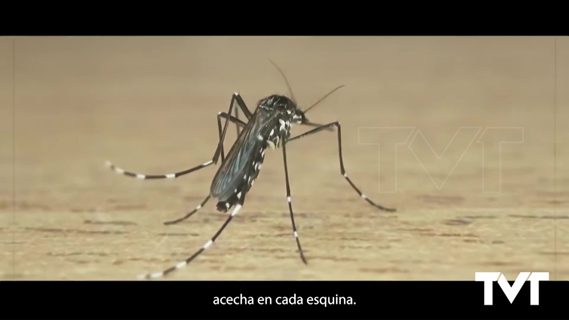 Imagen de Crece en la Comunidad Valenciana la presencia del mosquito tigre 