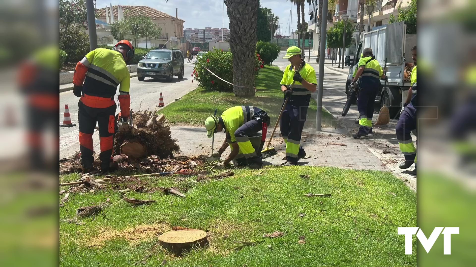 Imagen de Retirada una palmera del Paseo Vista Alegre por riesgo de caída 