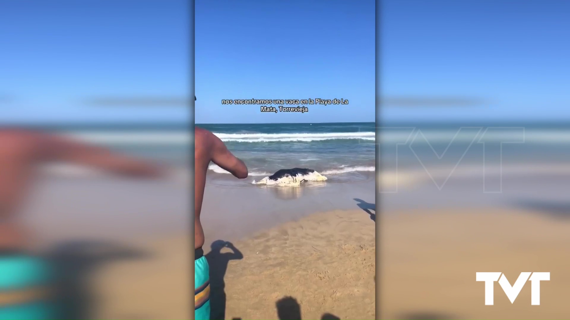 Imagen de Hallan el cadáver de una vaca varado en la playa de La Mata