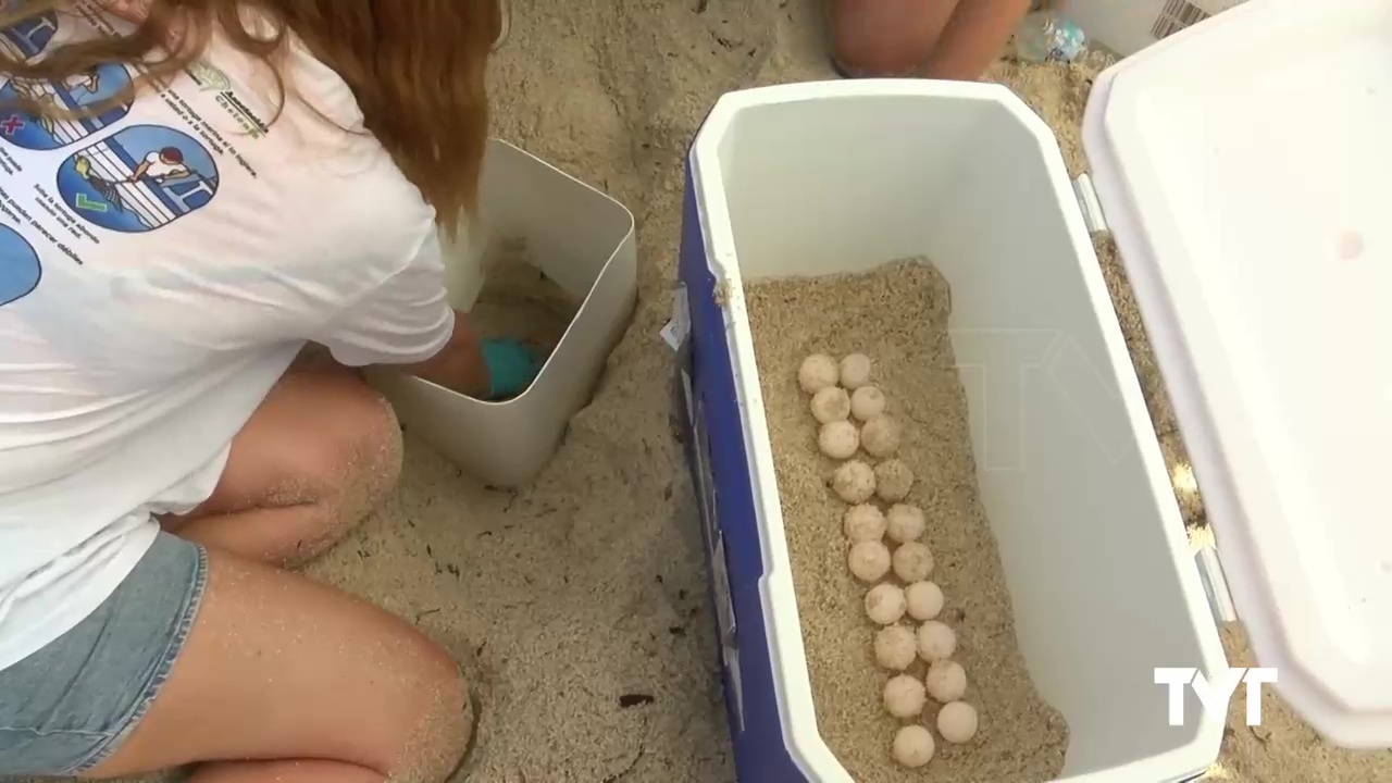 Imagen de Se cumple un año de la puesta de 64 huevos de la tortuga boba Pura Vida en la Playa de Los Locos
