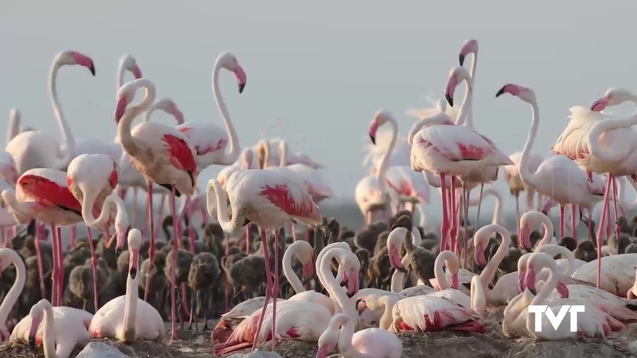 Imagen de Nuevo récord: 6.700 es el número de nidos que las parejas reproductoras de flamenco común han puesto en este 2025 en nuestro parque natural