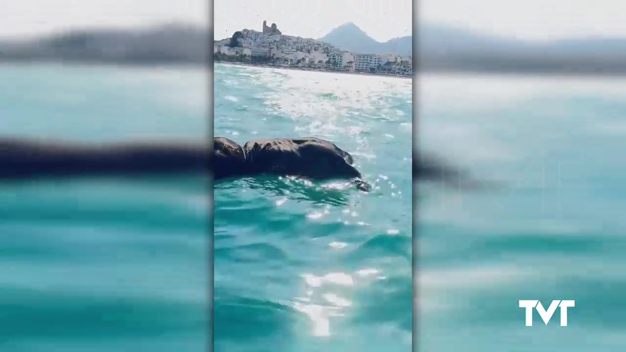 Imagen de El caso del cadáver de una vaca muerta flotando en una playa de Torrevieja se repite en otros puntos de la costa mediterránea