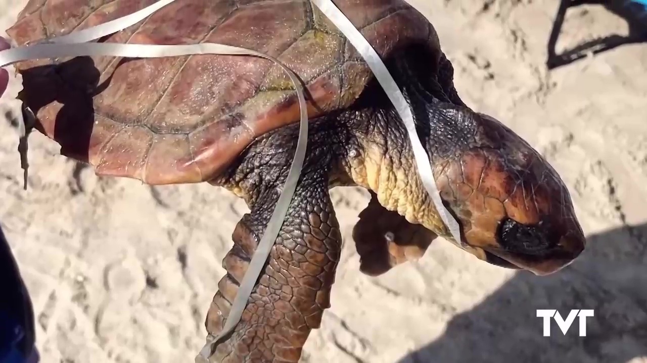 Imagen de Fallece la joven tortuga boba rescatada en Torrevieja tras ingerir un globo de helio
