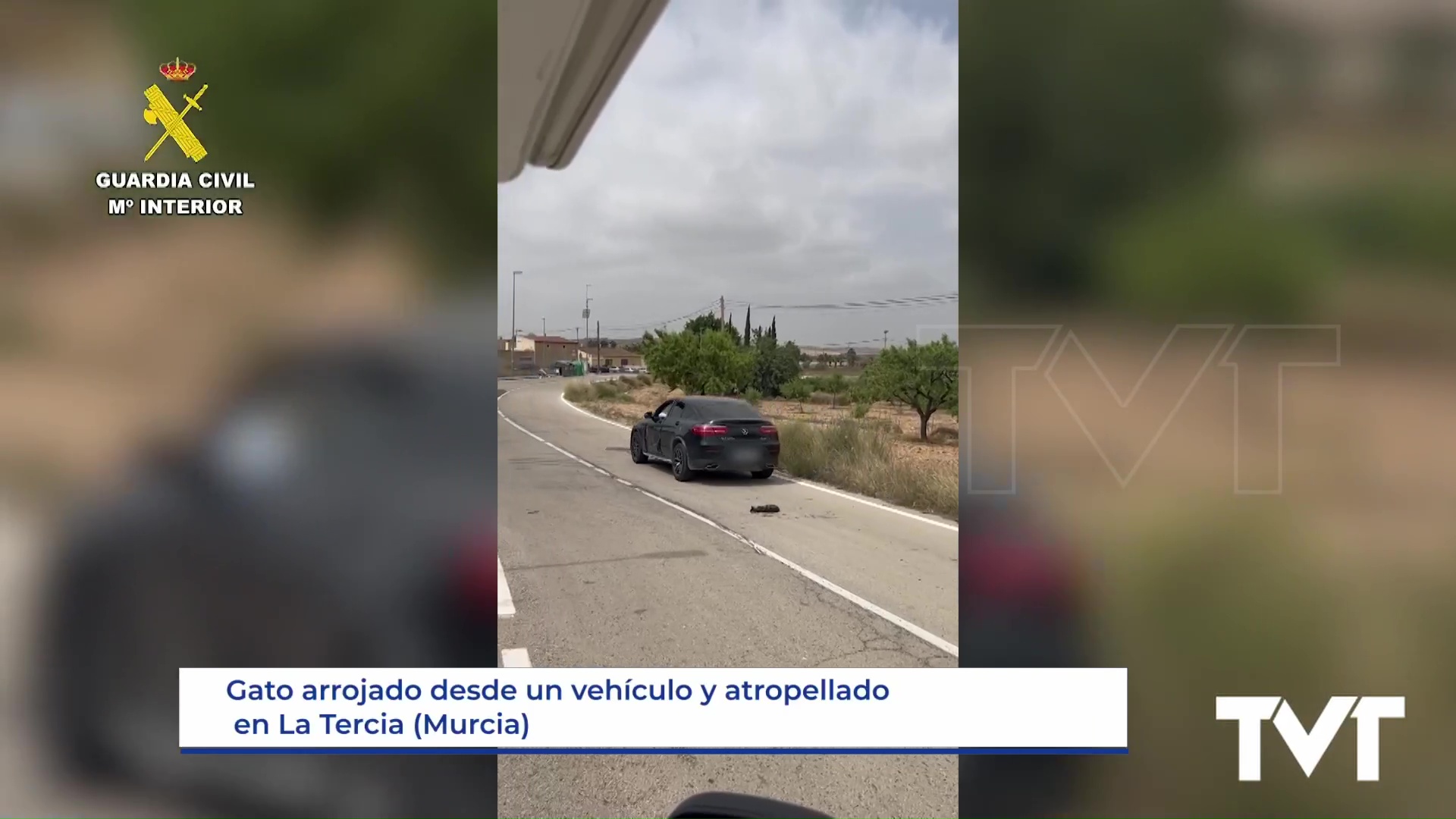 Imagen de Localizado en Torrevieja el presunto autor de haber causado la muerte de forma intencionada a un felino en Murcia 
