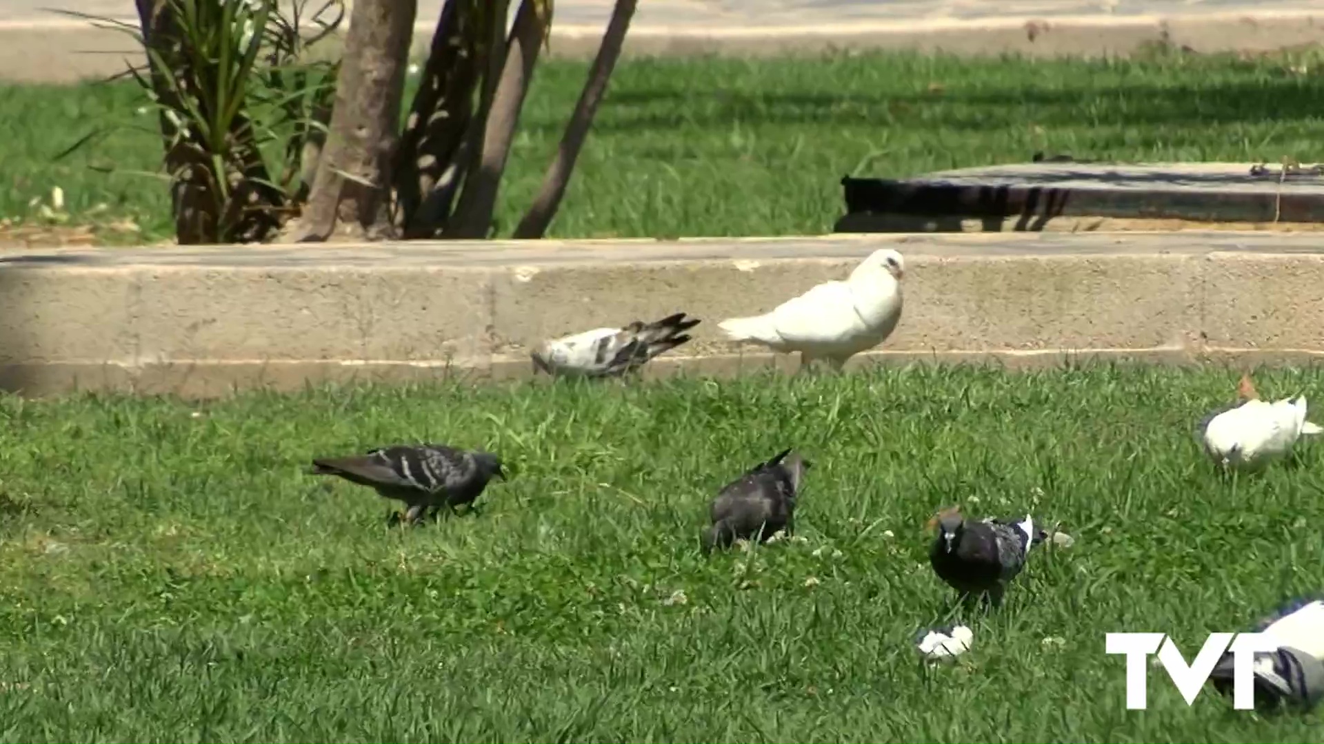 Imagen de Concejalía de sanidad comienza nueva campaña para que la ciudadanía no alimente a las palomas ante la proliferación de esta ave