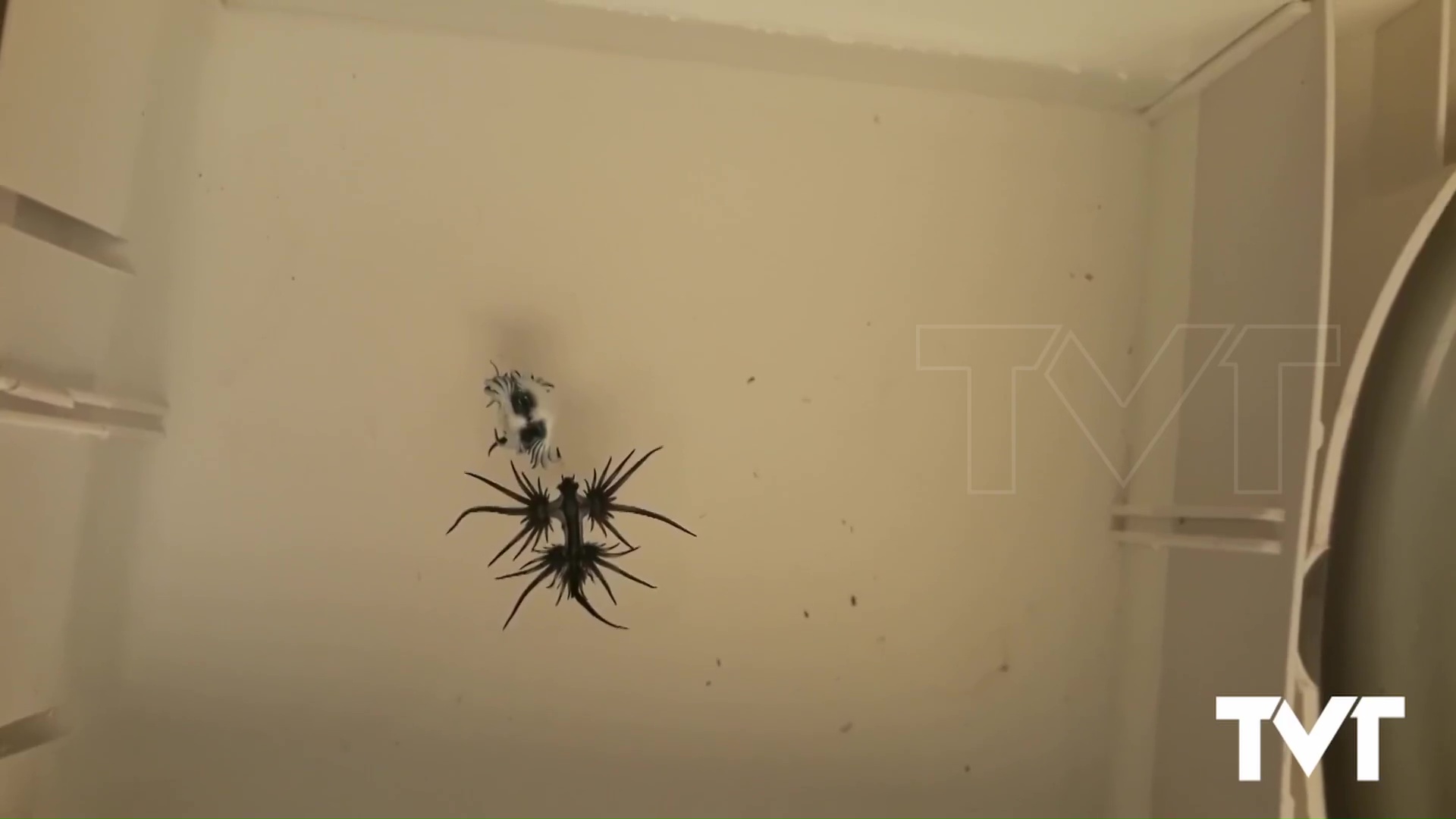 Imagen de Prohíben el baño en las Playas de Guardamar del Segura tras detectar ejemplares de Dragón Azul 