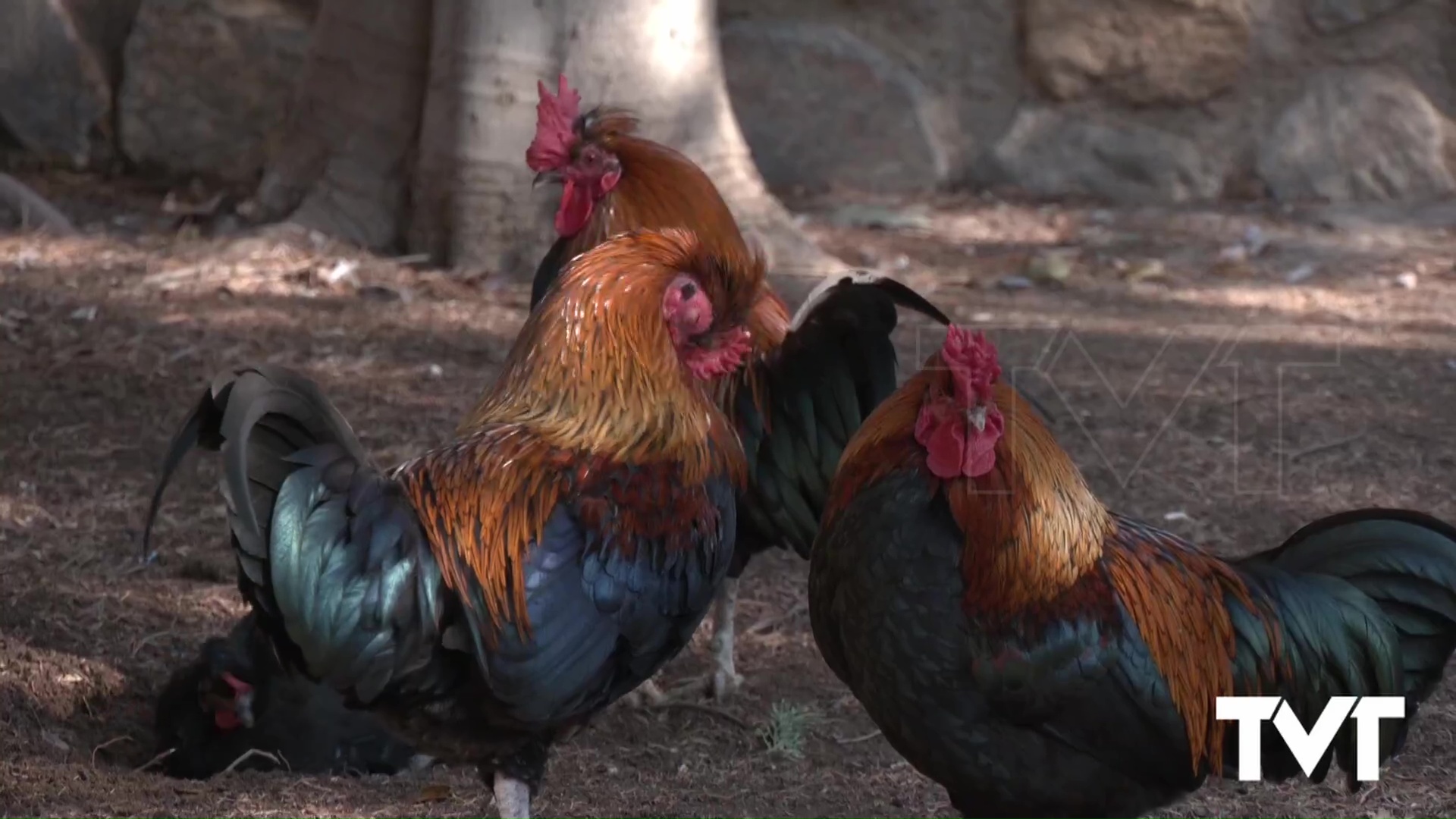 Imagen de Bárbara Soler: «Las gallinas en libertad y sin control veterinario entrañan un riesgo para la ciudadanía»