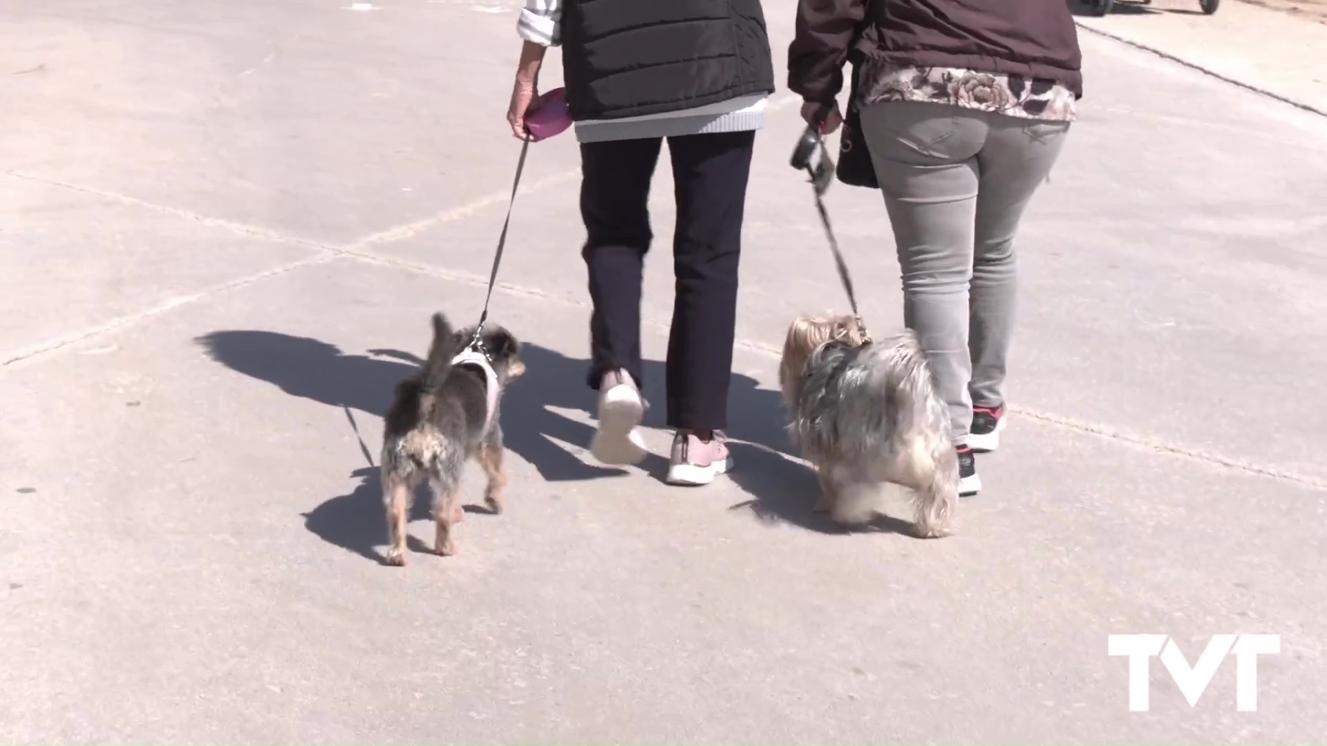 Imagen de Se somete a información pública el proyecto de nueva ordenanza municipal de protección y tenencia de animales 