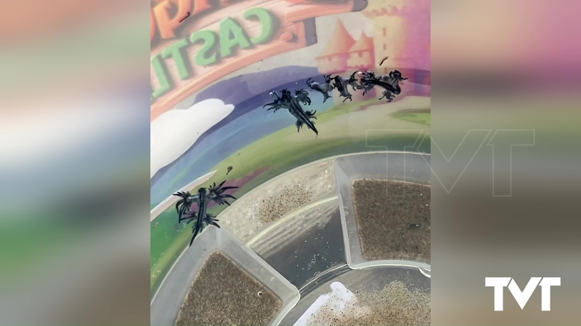 Imagen de Aparecen más ejemplares de «dragón azul» en las playas de Guardamar del Segura