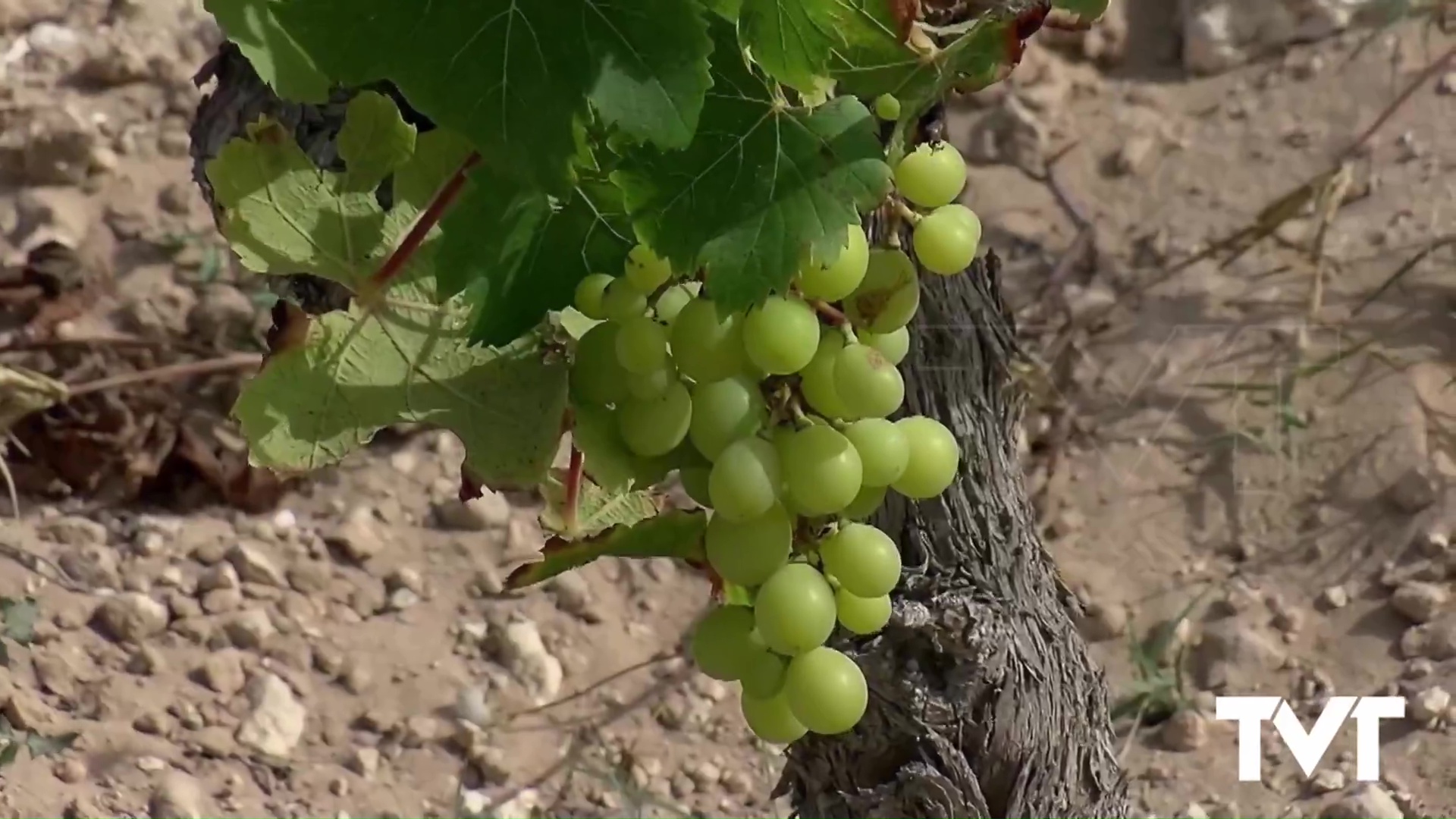 Imagen de Viñedos únicos en el parque natural de La Mata entre lagunas salinas y el Mediterráneo 