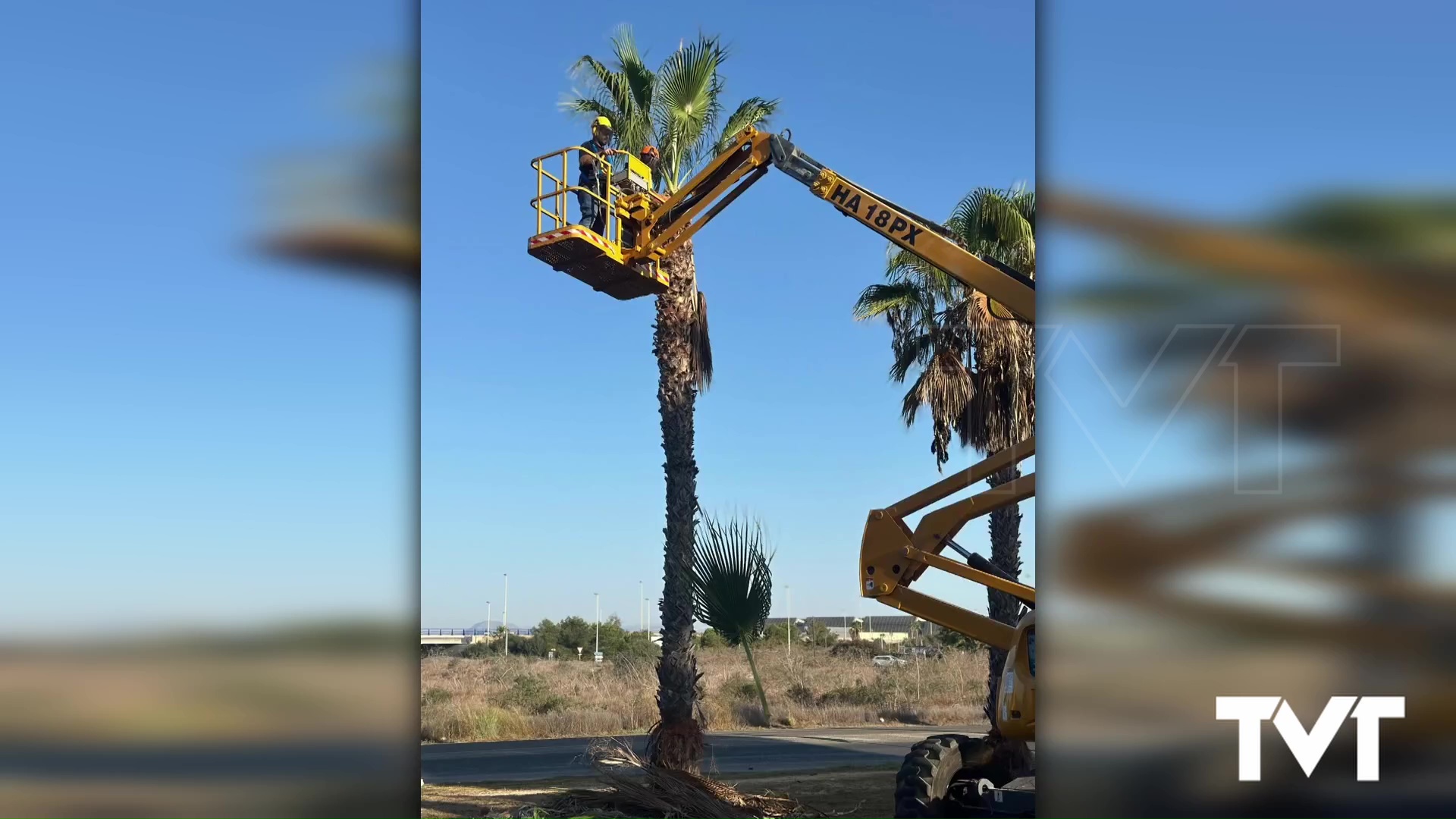 Imagen de Se inician los trabajos de poda de 5.500 palmeras