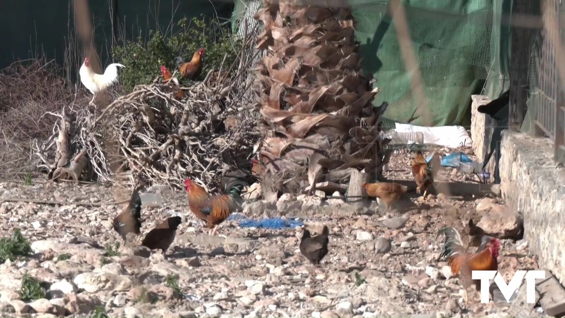 Imagen de Retirada la oferta de mercantil propuesta como adjudicataria para el control de aves