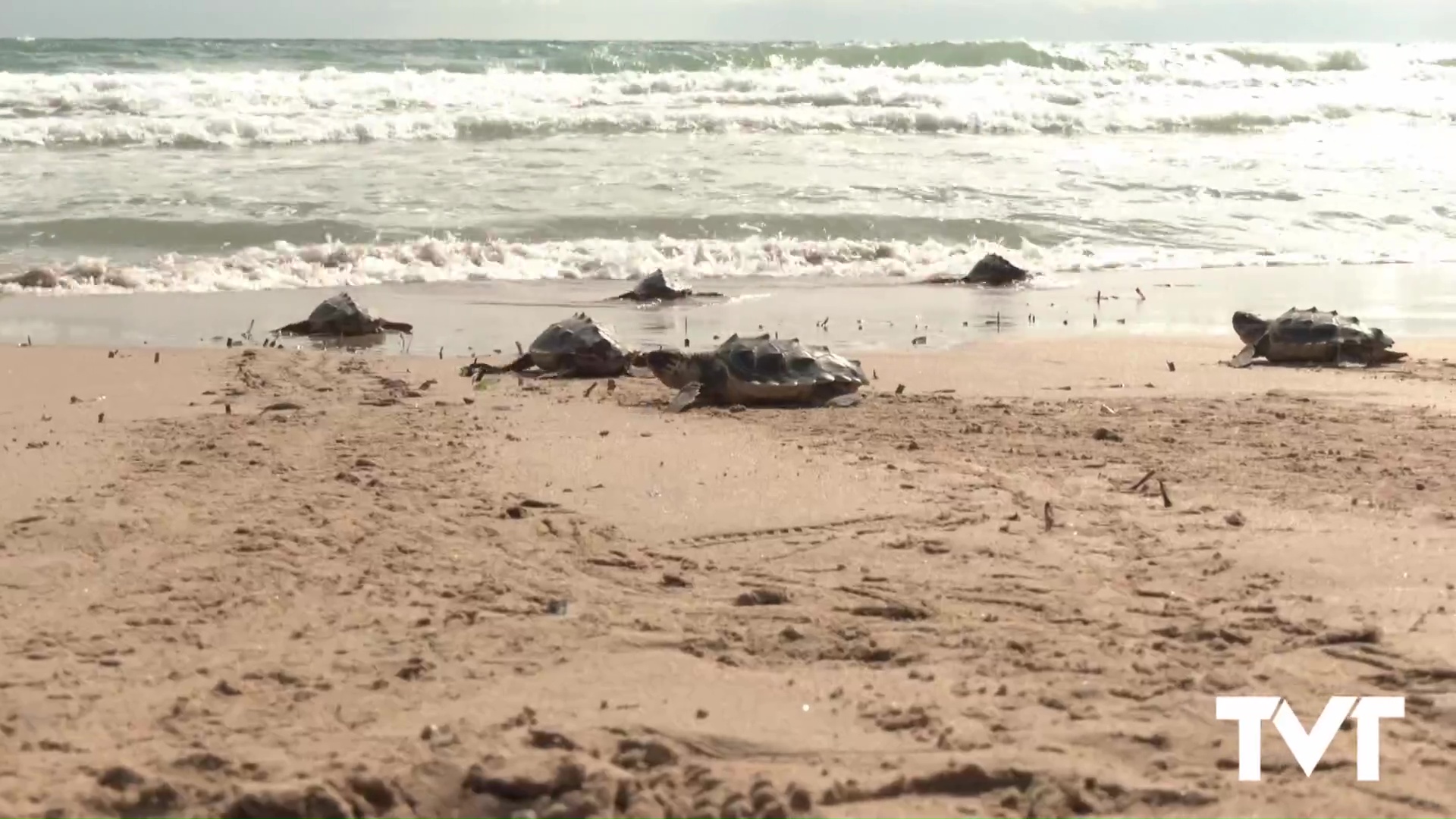 Imagen de La playa de La Mata vive hoy la suelta de 16 pequeñas tortugas bobas, nacidas de Pura Vida en 2024