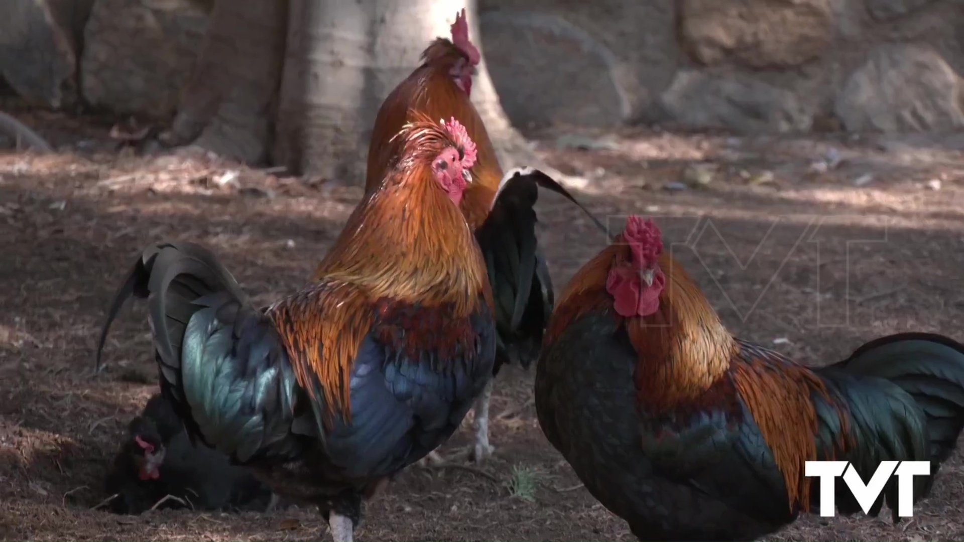 Imagen de Adjudicado el contrato para el servicio de control de aves