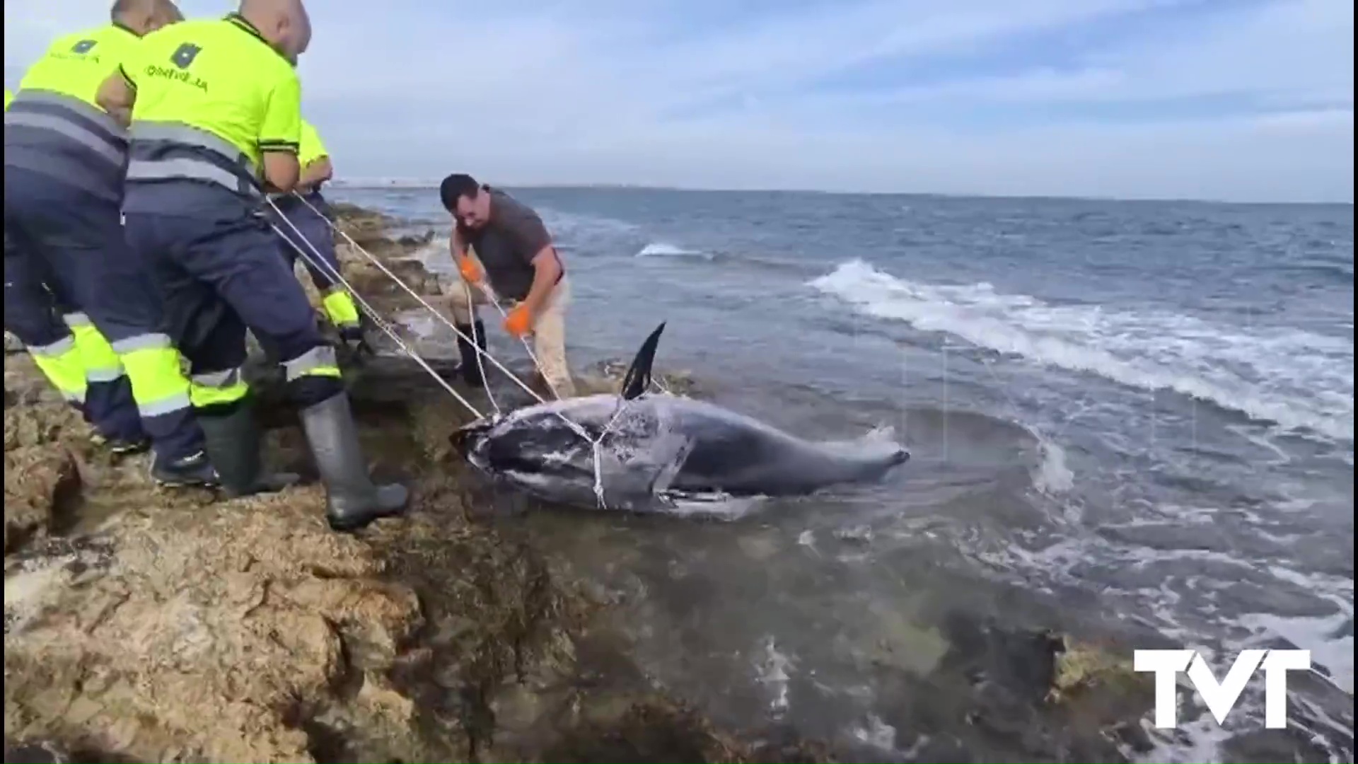 Imagen de Retirado un cadáver de atún rojo de 376 kilos