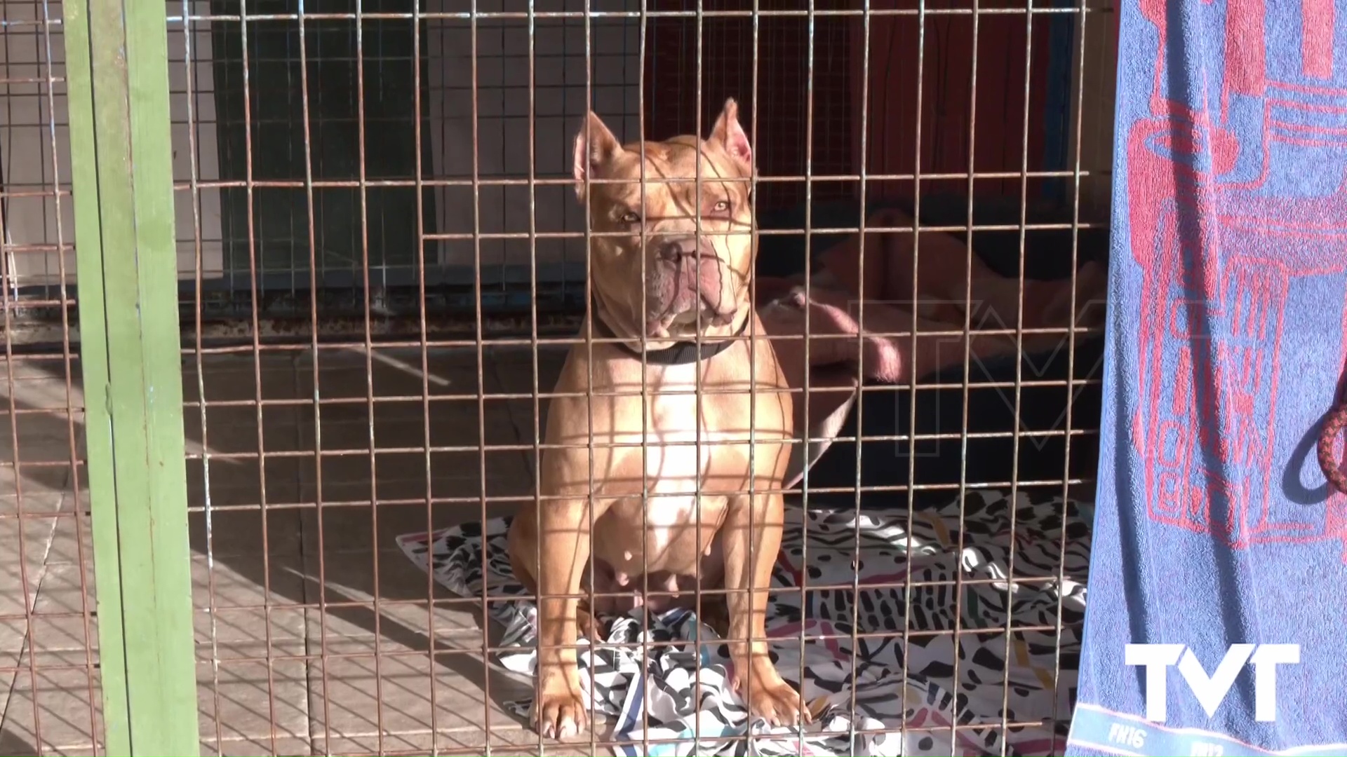 Imagen de Sale a licitación el contrato para la atención de los animales del albergue municipal