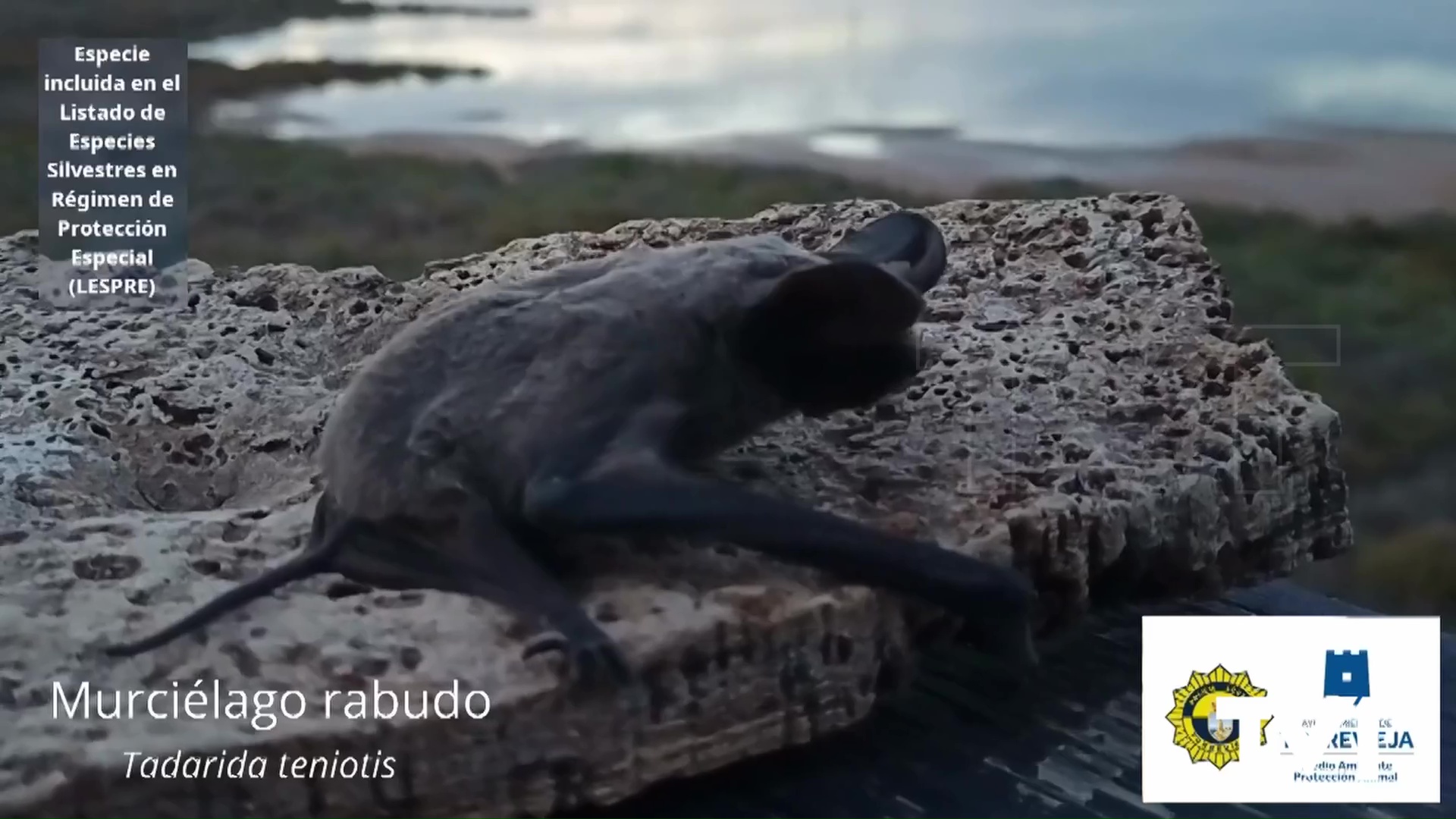 Imagen de Rescatado en Torrevieja un murciélago rabudo