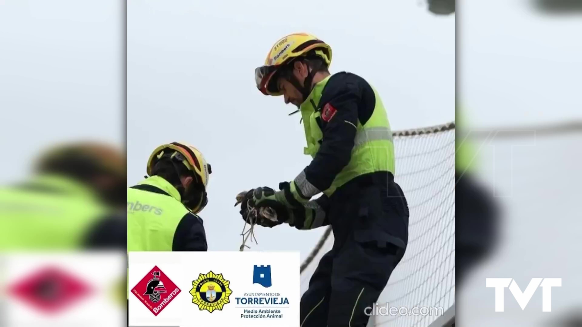 Imagen de Rescatado un Alcaraván común que había quedado enganchado en una de las redes de la Ciudad deportiva