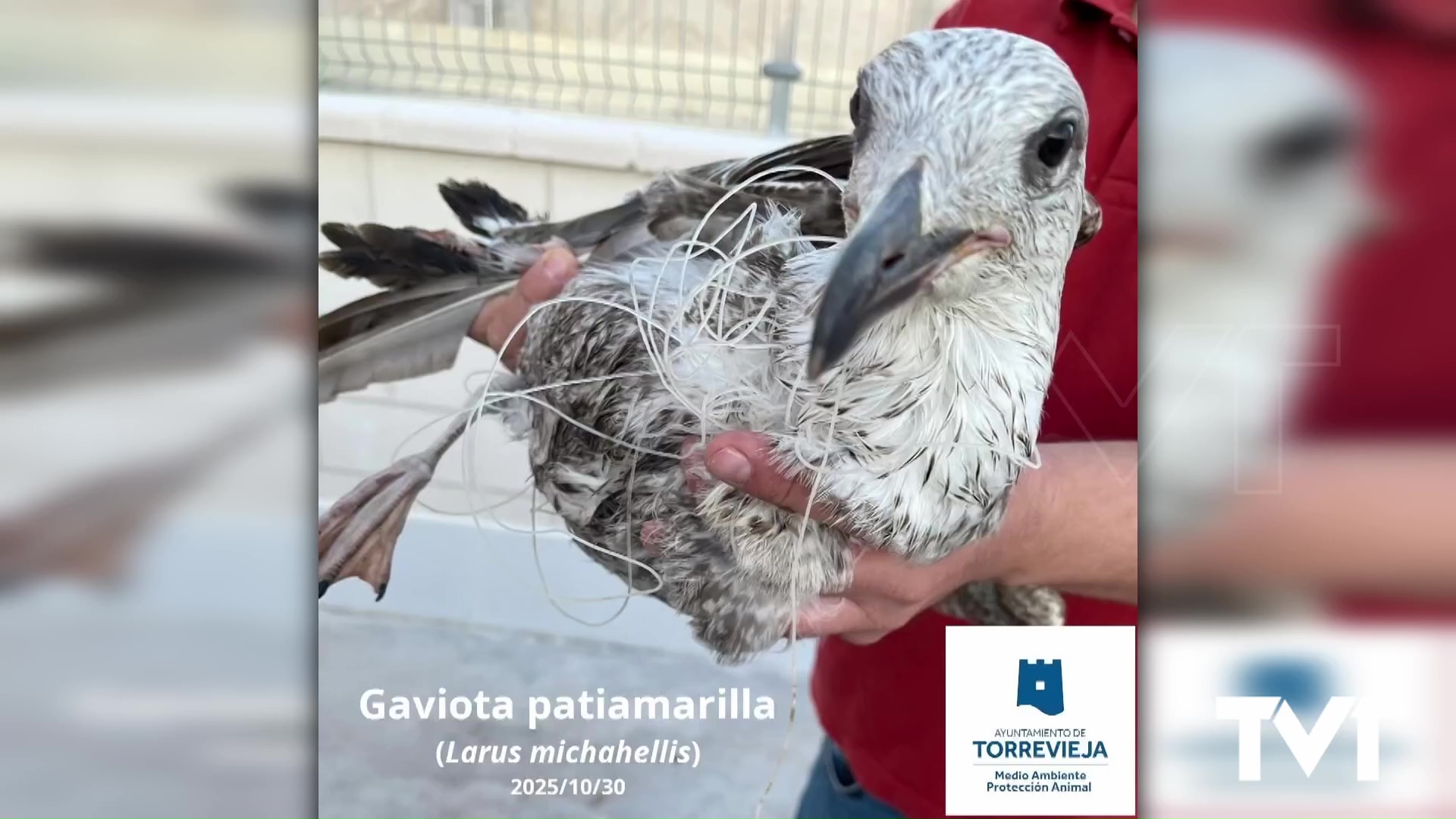 Imagen de El eterno problema de los sedales abandonados