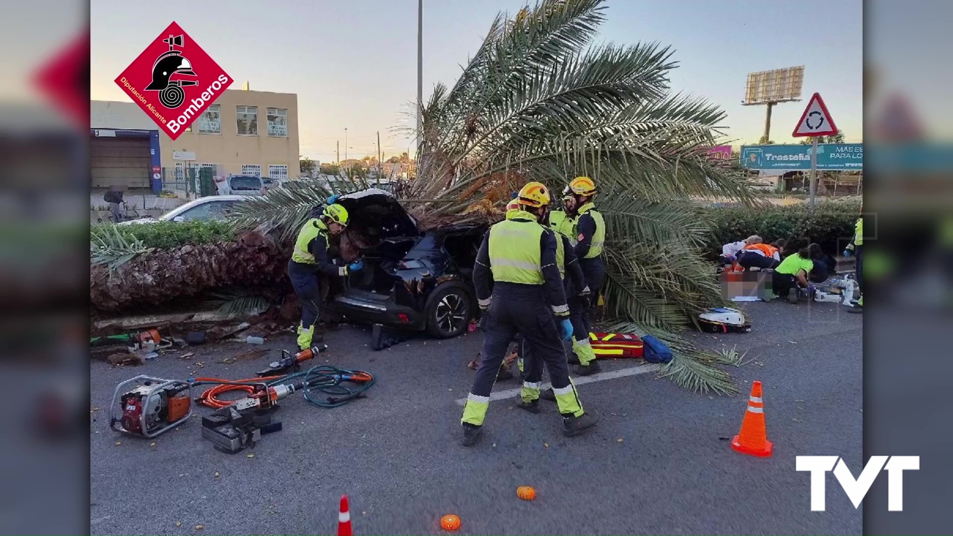 Imagen de Muere un joven de 22 años en Torrevieja al caerle una palmera sobre el vehículo en el que circulaba 