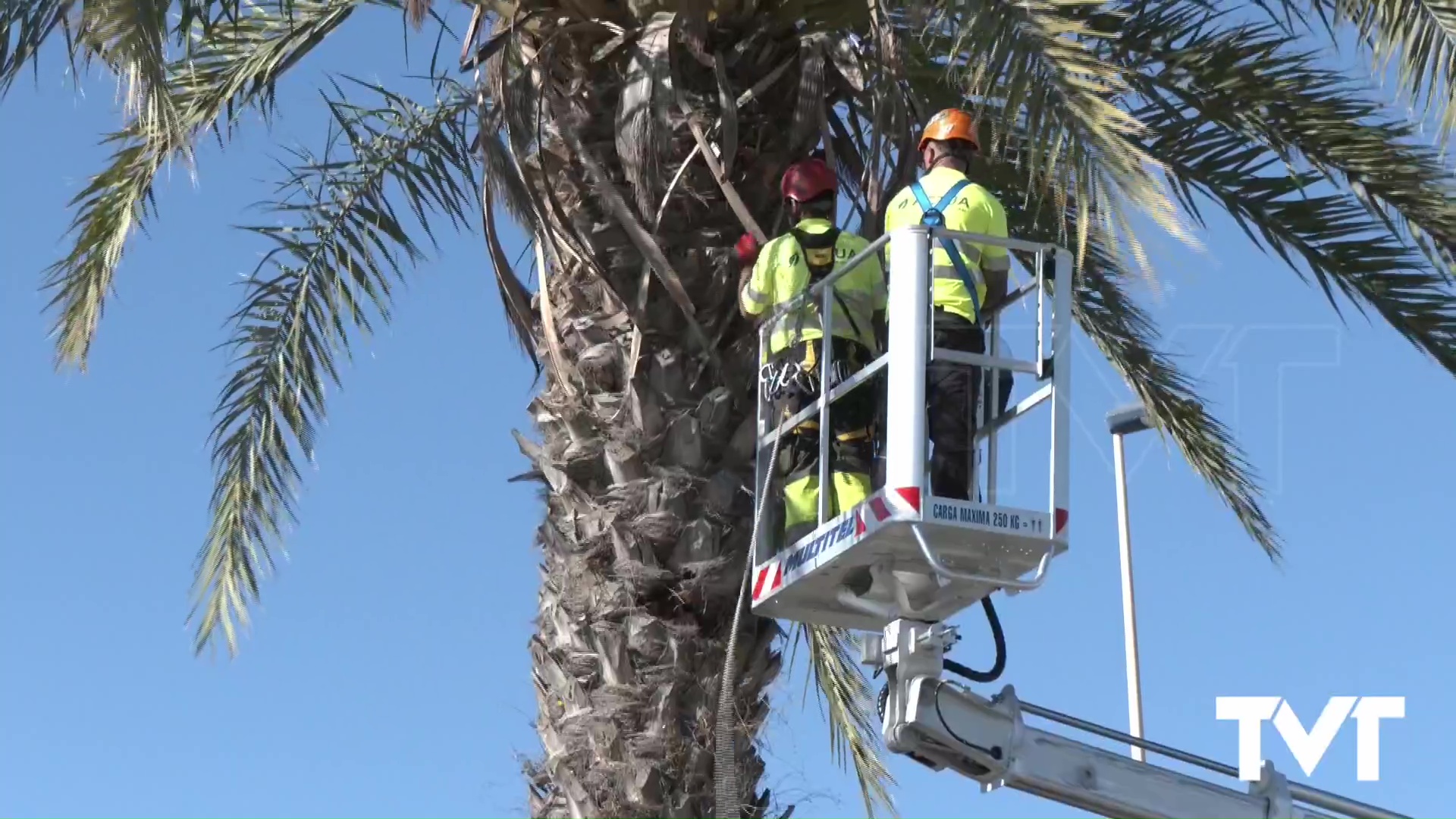 Imagen de Comienza una revisión individualizada de cada ejemplar de palmera ubicada en la mediana de la CV-905 tras el accidente mortal 