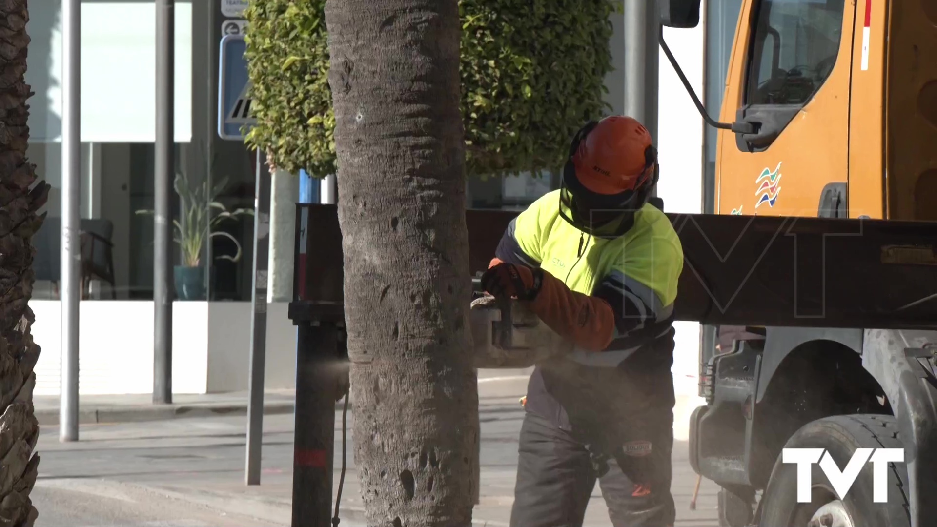 Imagen de Varias palmeras del paseo Vista Alegre han sido taladas por daños estructurales, posible afección de picudo o por riesgo de caída