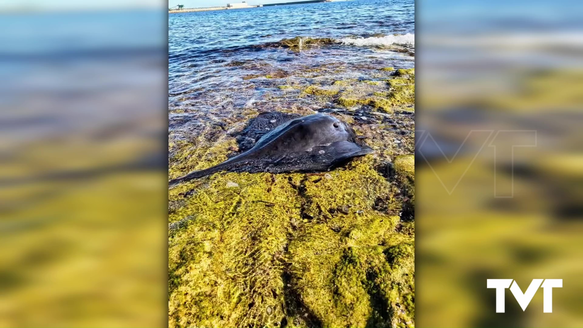 Imagen de La Unidad de Medio Ambiente de la Policía Local de Torrevieja rescata una raya violácea
