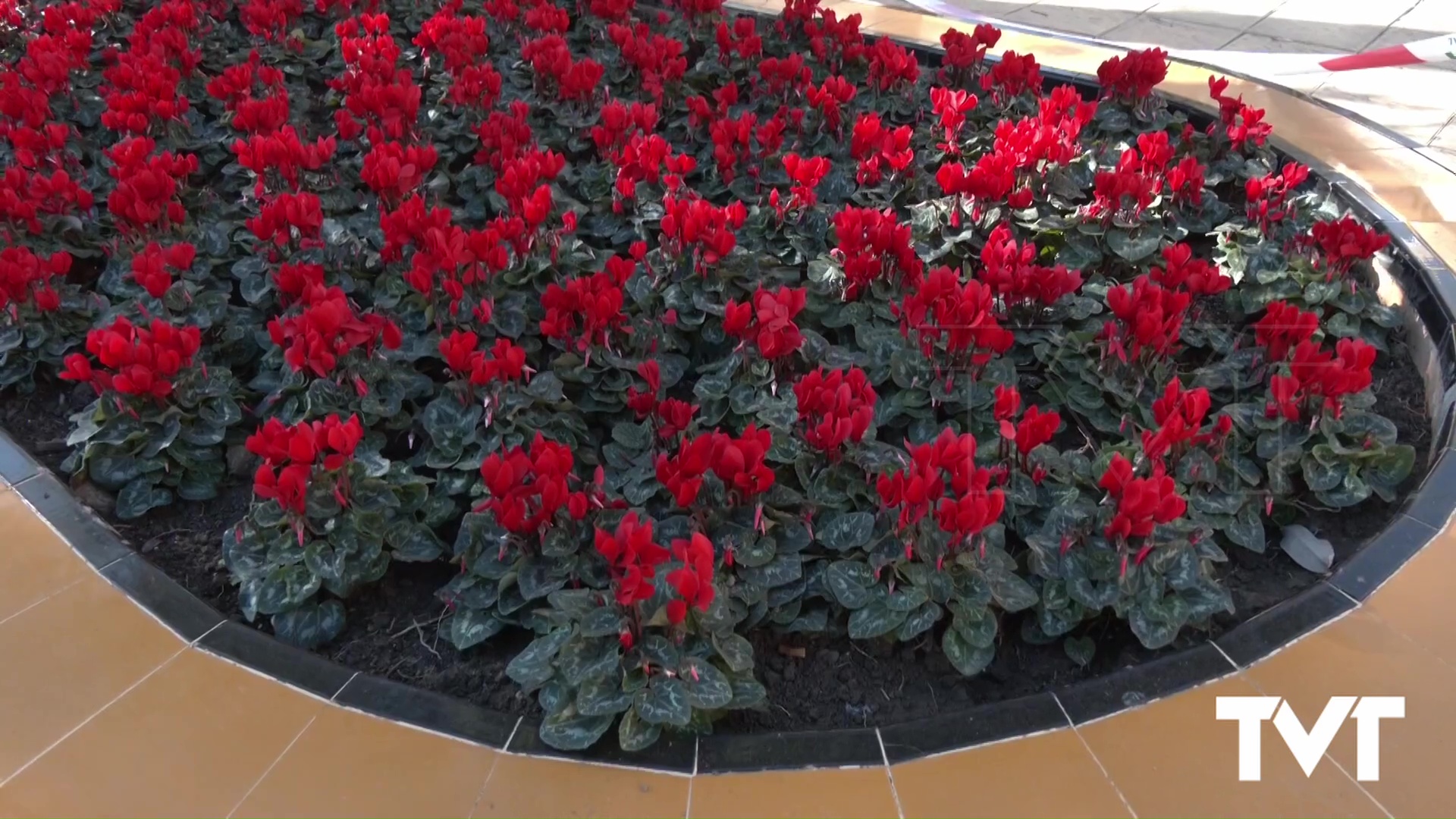 Imagen de Las flores de invierno se instalan en calles, plazas y paseos con la llegada de la Navidad