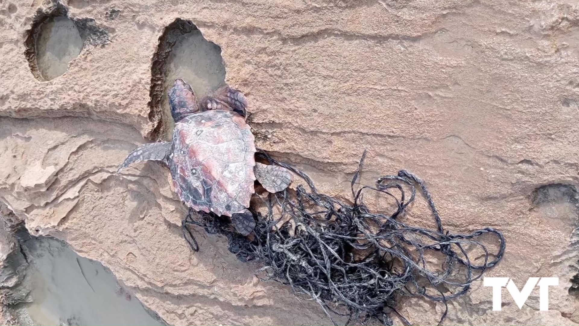 Imagen de Rescatada una tortuga boba en Torrevieja