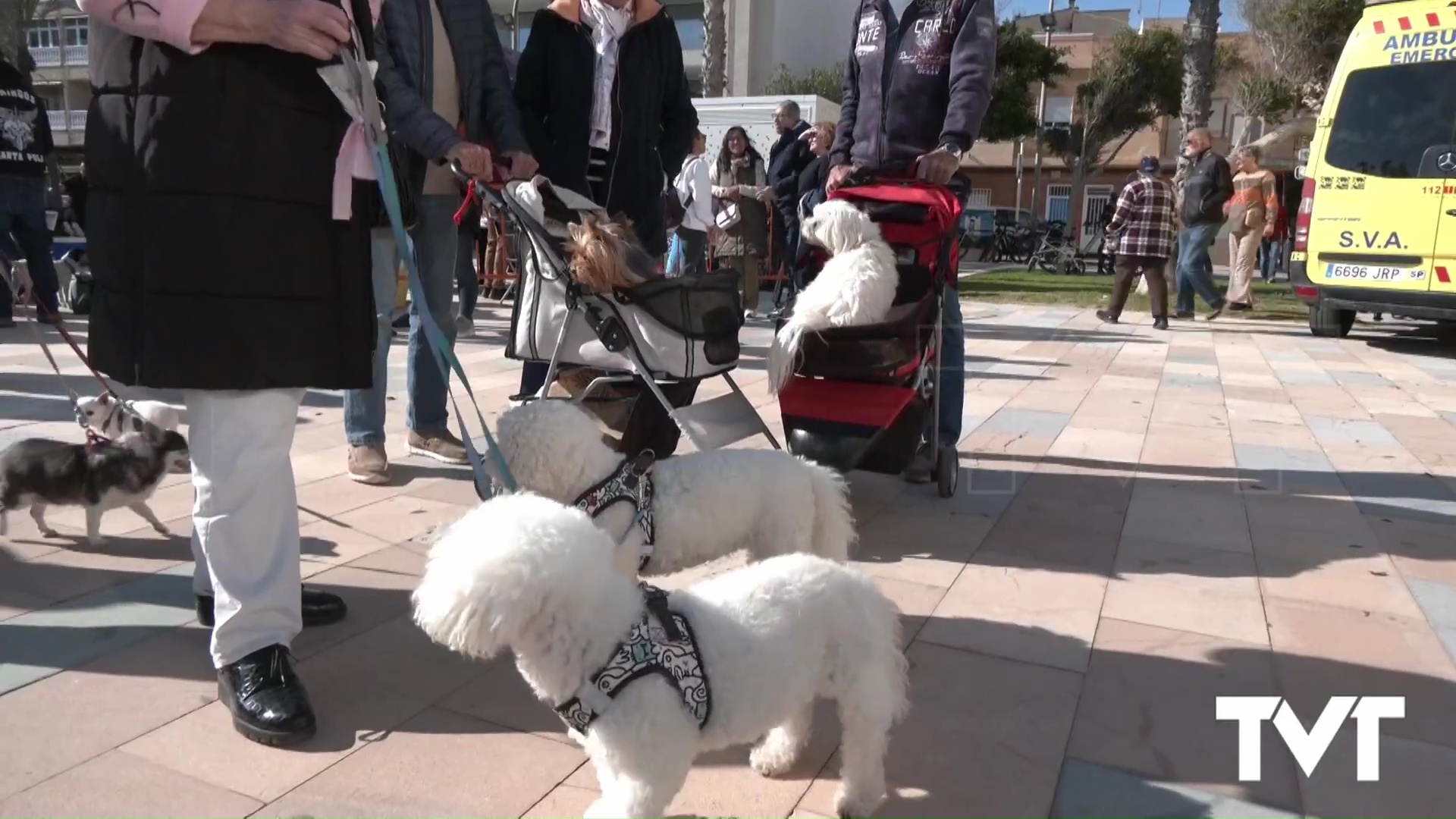 Imagen de Bendecidos bajo la protección del patrón de los animales 