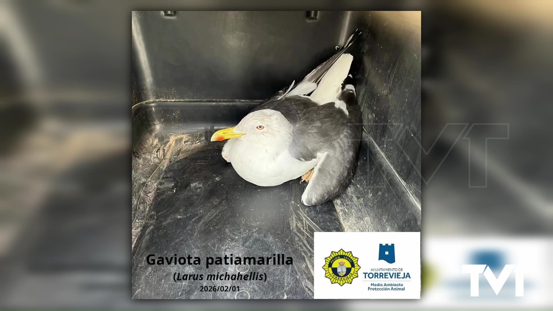 Imagen de Rescate de fauna silvestre en Torrevieja