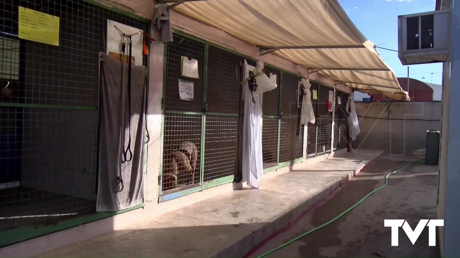 Imagen de Indemnización a una ciudadana con 13.500 euros por el fallecimiento de su perro tras ser atacado por otro perro en el albergue municipal de animales