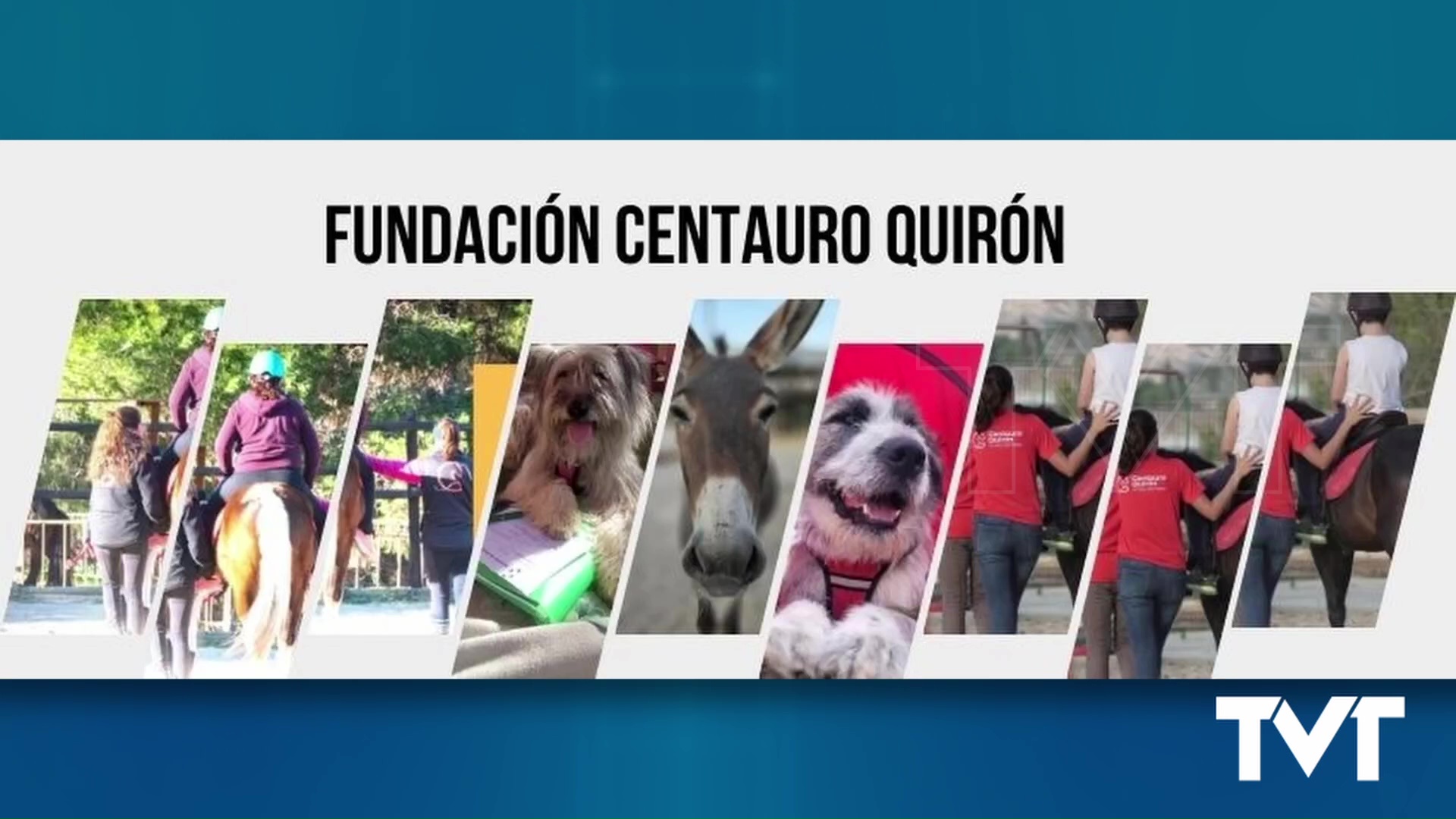 Imagen de El CP Nuestra Señora del Rosario de Torrevieja y su AMPA desarrolla un programa pionero en su aula específica de terapia asistida con perros