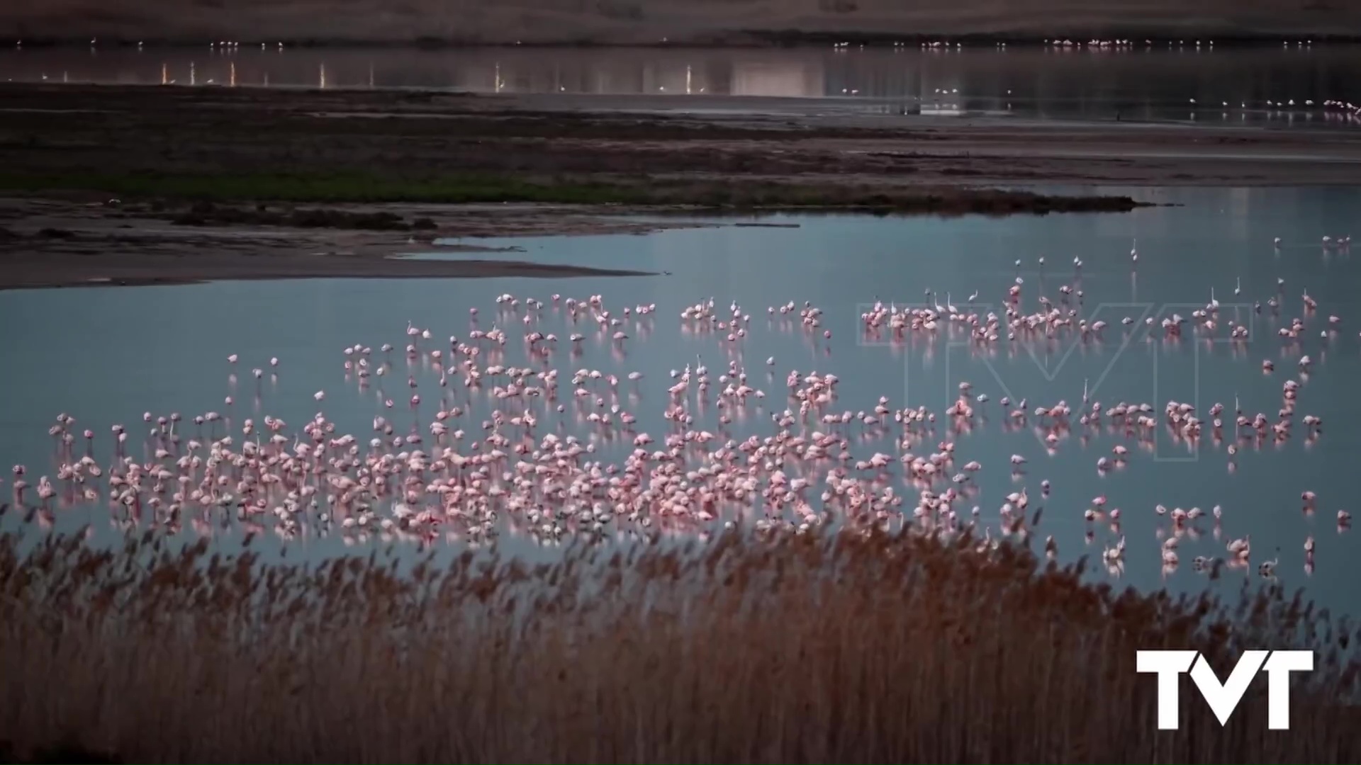 Imagen de Una laguna salada repleta de vida